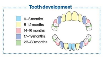 Are Baby Teeth Important?
